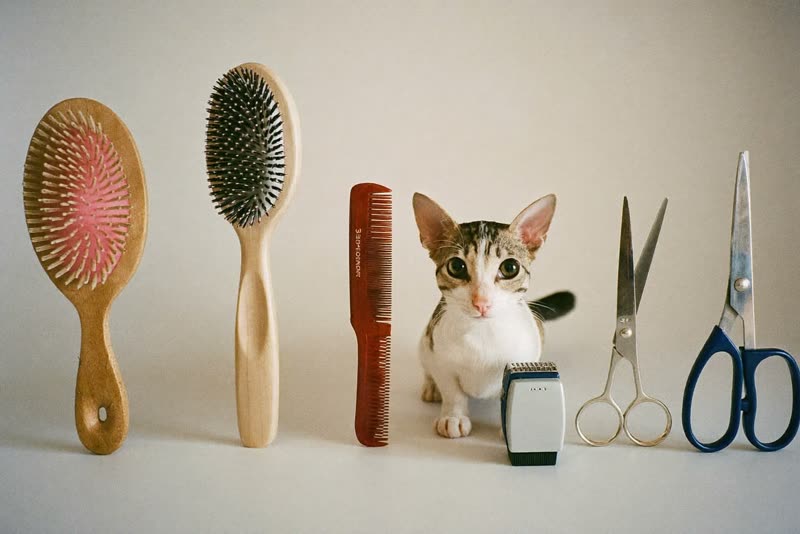 Brushes, comb, scissors and clippers laid out on a clean surface