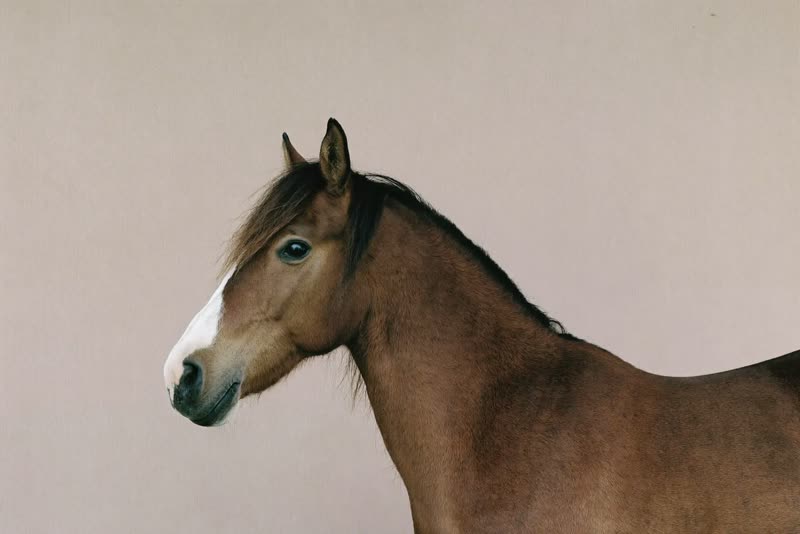 A pony standing quietly in profile