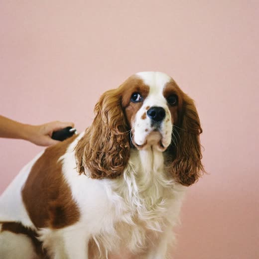 Clippers working along the coat of a calm spaniel