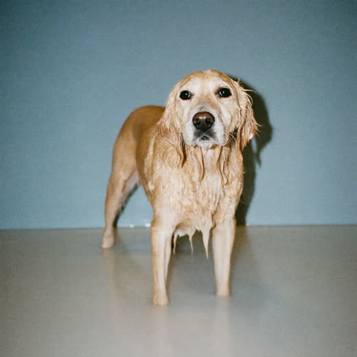 A wet dog standing in a shallow grooming bath