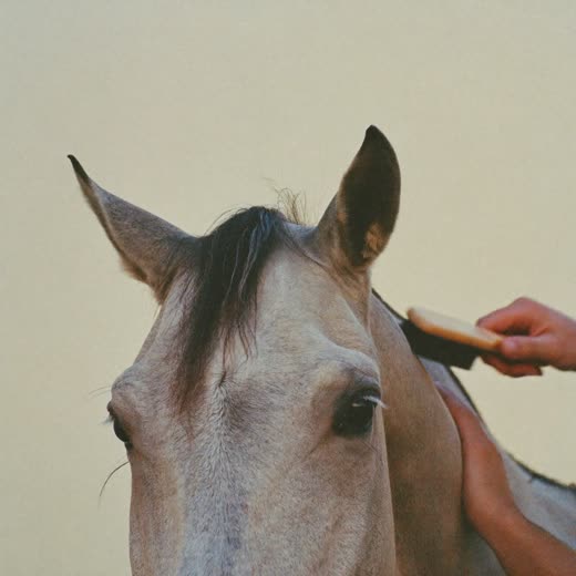 A horse's mane being brushed by hand